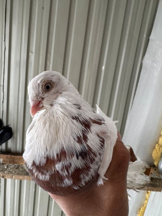 Капкан Голубка Самка