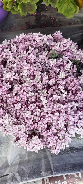 Продам Бегонию Шардоне