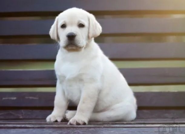 Продам основательных щенков лабрадора