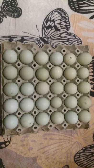 Răsaduri profesionale 2026  solarii/gradină. Ouă pt incubat și păsări