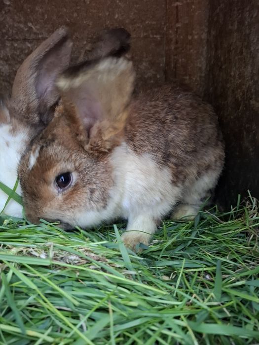 Vând iepurii detalii în privat