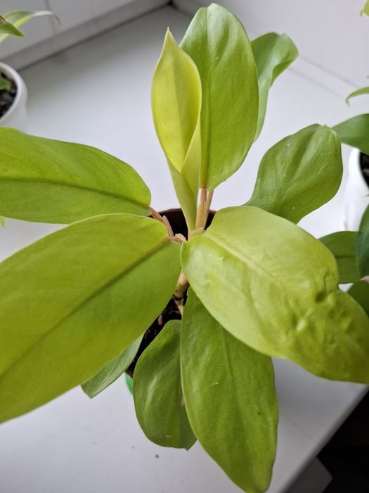 Продам цветок филодендрон Malay Gold