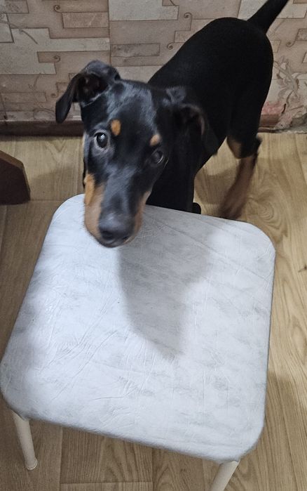 Продам добермана