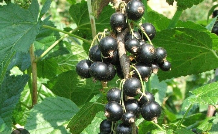 Продам смородину сорт принц