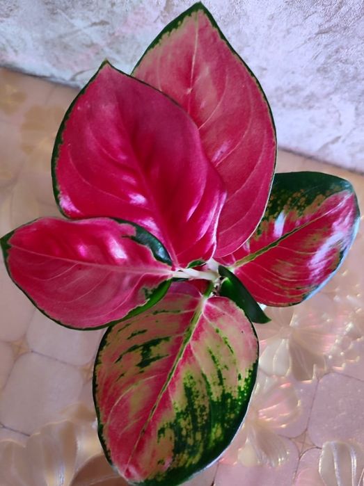 Аглаонема разных сортов