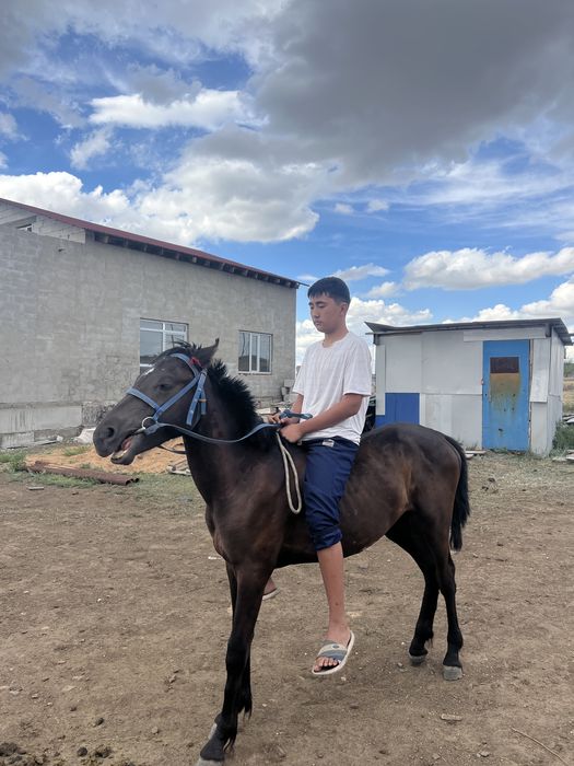 Продается тай ..