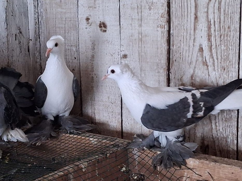 Rîndunele  și gușați de pomerania