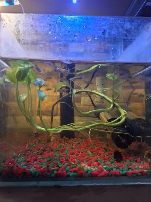 Pești Guppy & Xipho