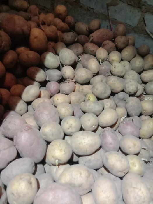 Продам картофель