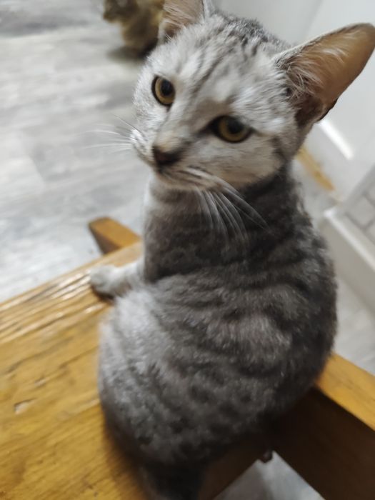 Отдам котят в добрые руки