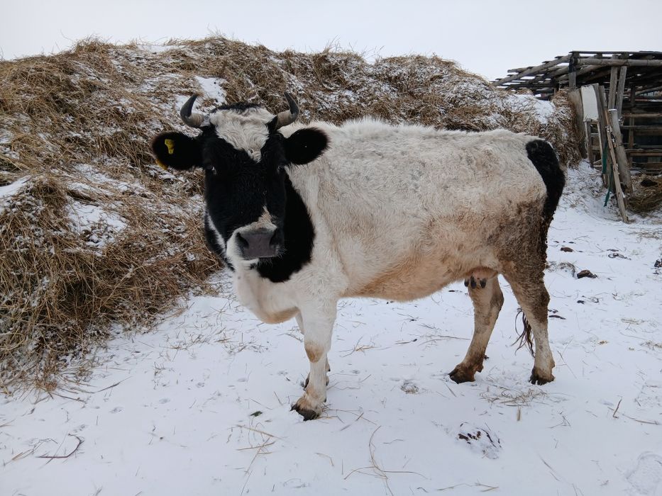 Продам   туатын сиыр сатылады