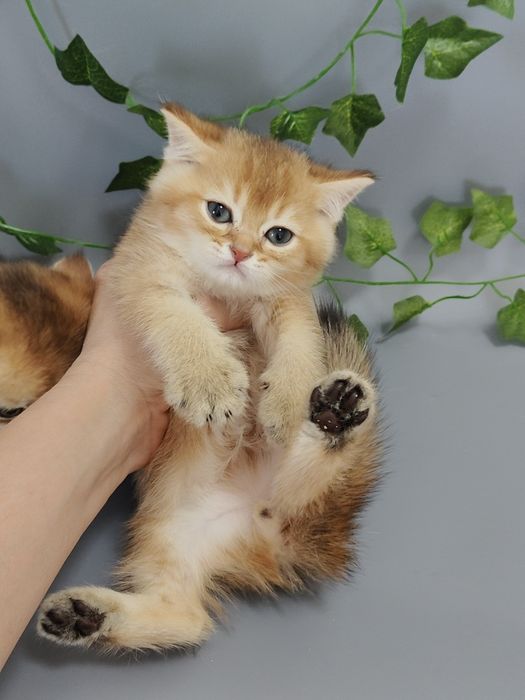 Котята Элитные шиншиллы дорого поролный тип