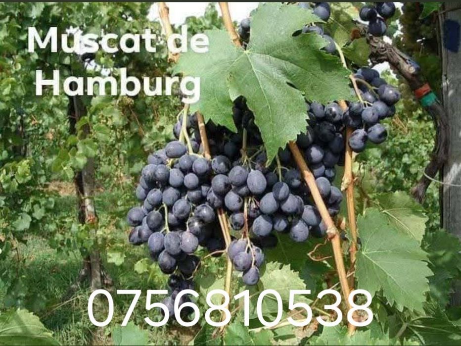 Aducem spre vânzare struguri de vin