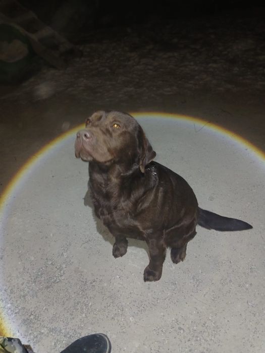 Продается Лабрадор девочка