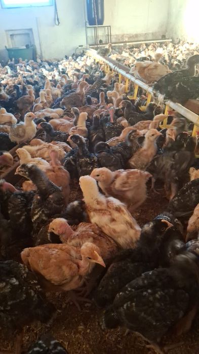 Pui rasa mixta de cateva saptamani