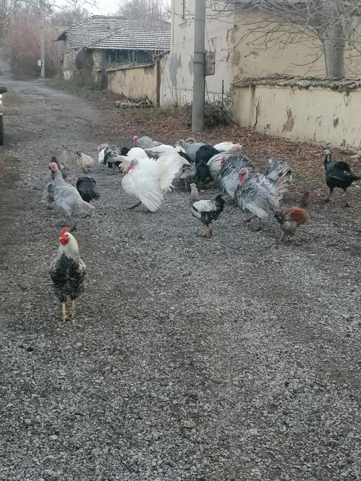 Пуйки и пуяци за продажба