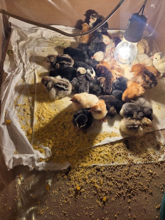 Pui de țară  românești..