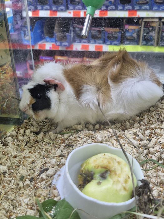 Морские свинки , розеточные