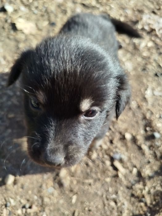 Щенки,щеночки,крысоловы