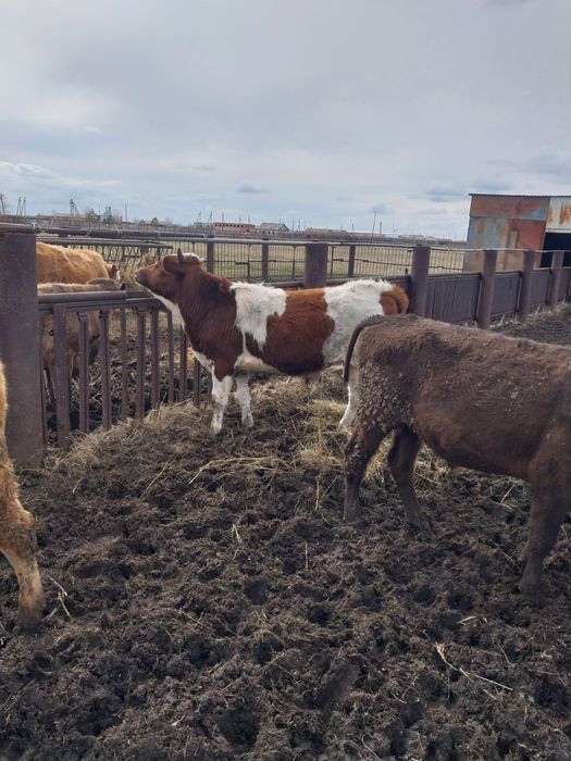 Продам КРС (4 быка)