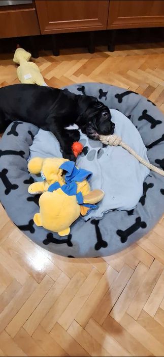 Продовам кане корсо на 2 месеца с две ваксини обезпаритено 350