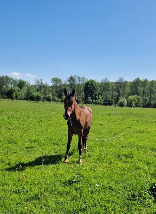 Vând mânz de 1 an și 7 luni
