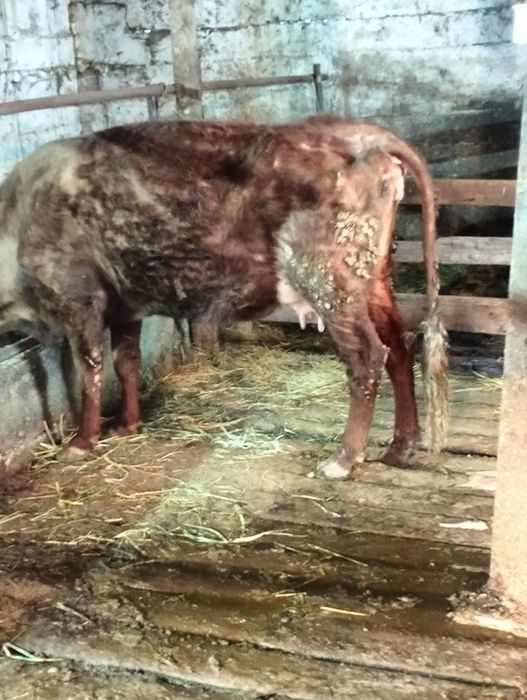 Сельхозживотное карова