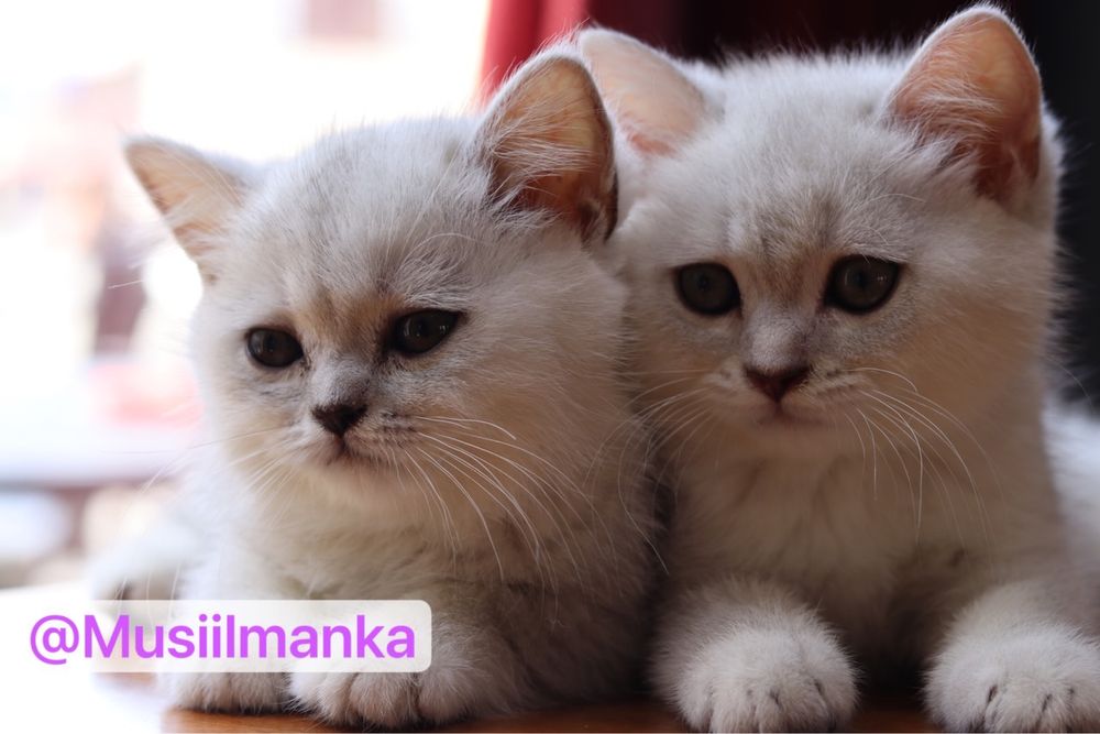 Британский серебристый шиншиллы в Скидках