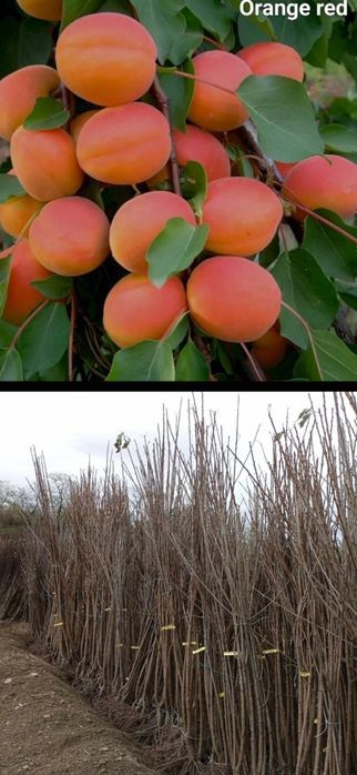 Caisi-pomi fructiferi