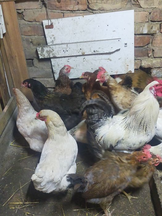 Продаются молодые куры и петух!