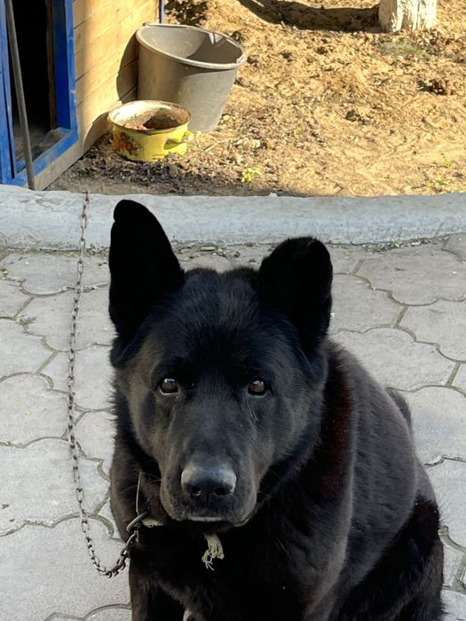 ищем невесту для нашей собаки