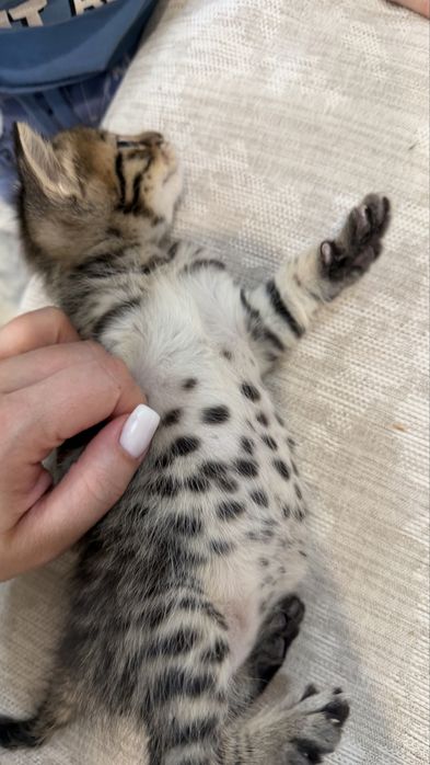 Бенгальские котята