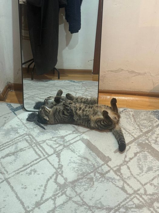 Отдам кота в добрые  руки