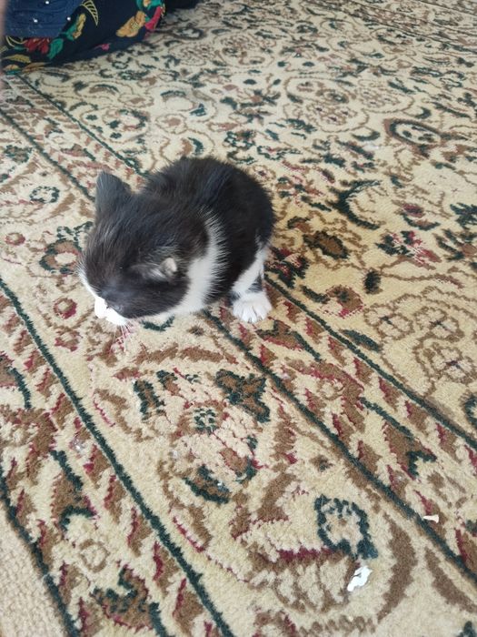 Отдам котят в хорошие руки