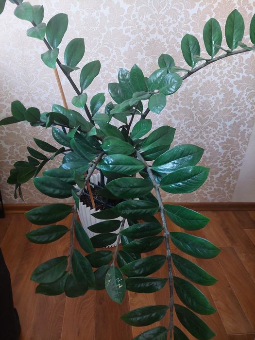 Замиакулькас  ( долларовое дерево)