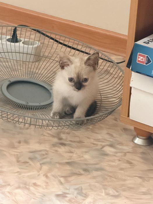 Отдам котенка в добрые руки