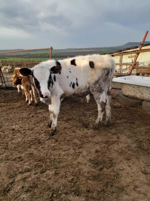 Продавам телета,мъжки и женски от 150до250кг