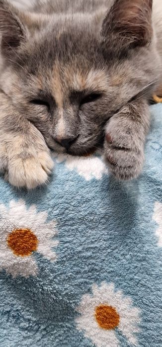 Отдам котёнка в добрые руки.