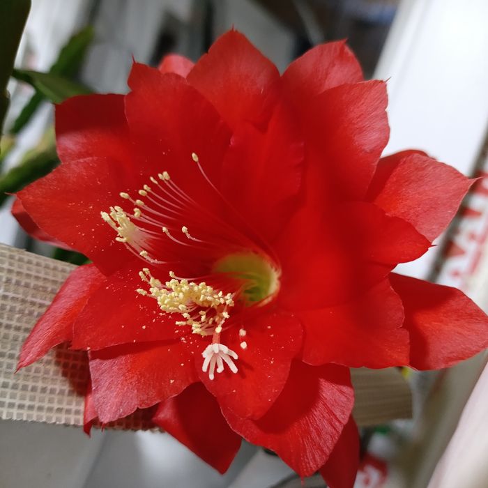 Кактус и хлорофитум