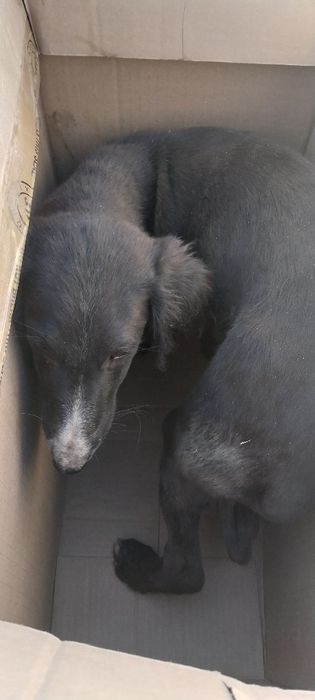 Смесь щенков тазы