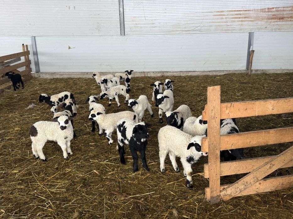 Miei din fatări gemelare , rasa Țurcană .