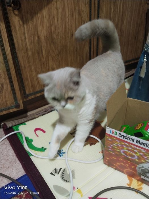 Британский кочка