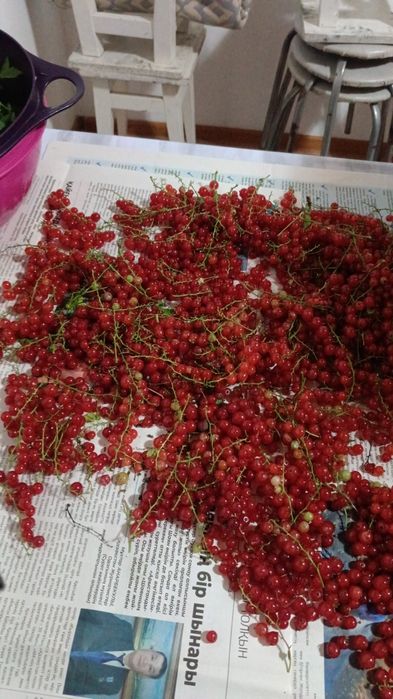 Продам лечебную красную смородину