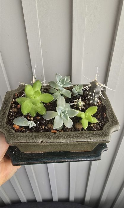 Продам садик из суккулентов