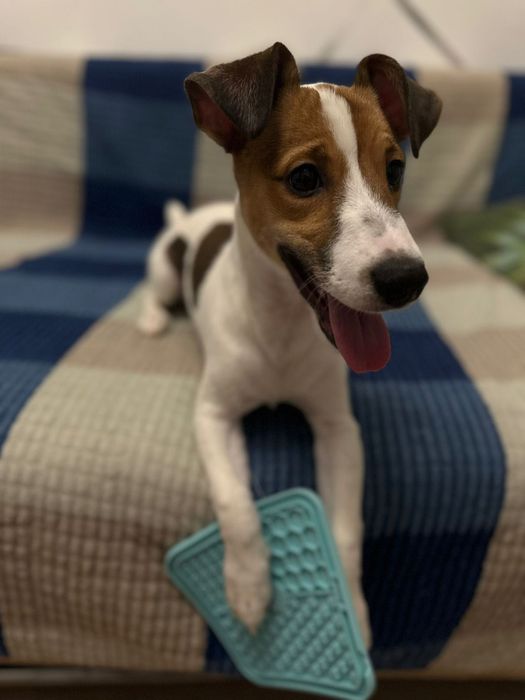 Джек Рассел терьер