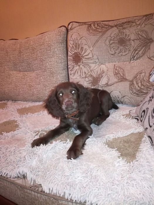 Шоколадные спаниельки!