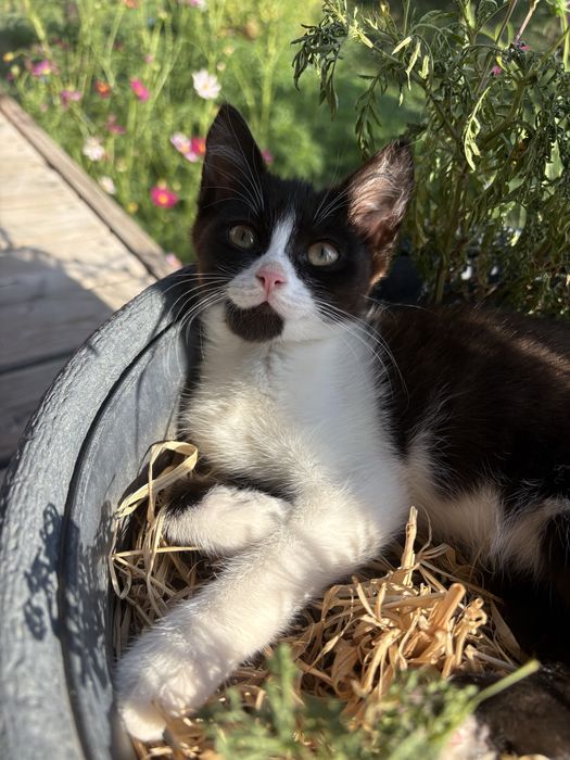 КОТЕНОК. Бесплатно