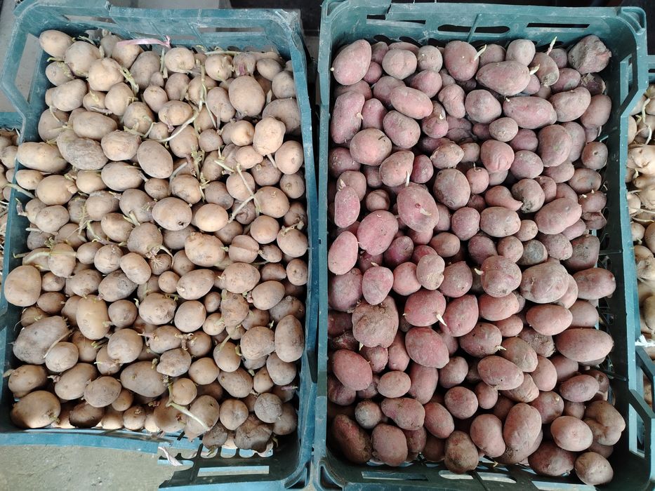 Эсми кизил. Ок расийки