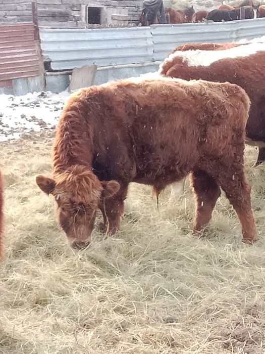 Продам бычок на племя