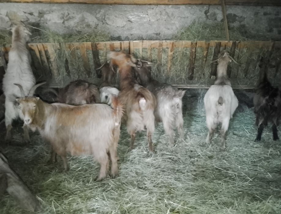 Vând capre carpatine fătaate și gestante
